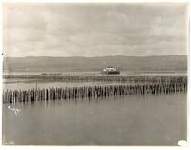 View of fenced-in oyster beds, Millbrae, California