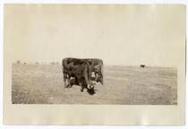 Grazing cattle, circa 1924 