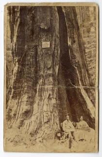Couple seated in front of big tree