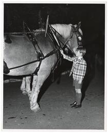 Young child touching a fully harnessed horse 