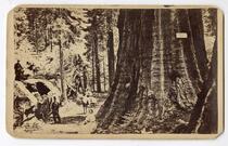 Father of the Forest, and James King of Wm. Mammoth Grove, Calaveras County