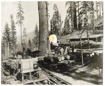 Logging scene at Millwood on the Sequoia, Sequoia National Forest