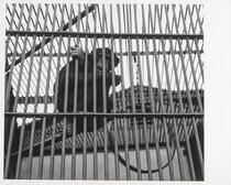 Caged chimpanzee, San Francisco Zoo, San Francisco