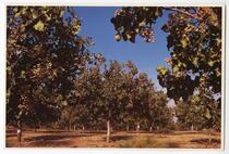 Pistachio Orchard, San Joaquin Valley, California 
