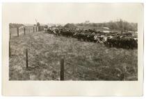 Herd of cattle, circa 1924  