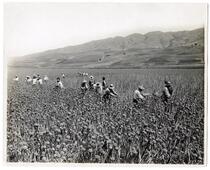 Agricultural workers at an onion seed farm in Santa Clara County, California 