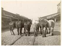 View of six horses from behind, circa 1910