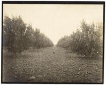 A dog in an olive grove 