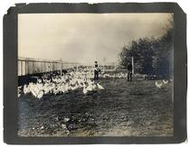 Workers feeding chickens at the County Hospital in Stockton, California 