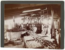 Workers packing lemons at the Limoneira Company in Santa Paula, California 