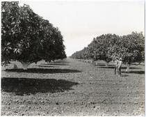 Mature fig orchards in the San Joaquin Valley in Central California 