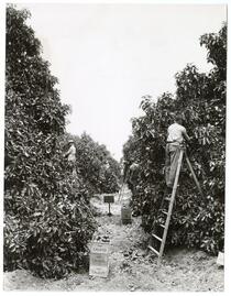 Agricultural workers harvesting avocados from the Calavo Grove 