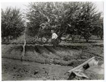An apricot orchard under irrigation, California 