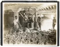 Workers sacking beet sugar at factory, California 
