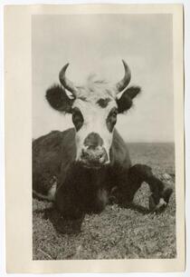 Cow lying in a field, circa 1924 