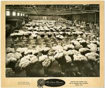 Mount Eden Mums of California packing and shipping plant, Mountain View, California