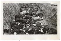 Deceased cows in a ditch, circa 1924 
