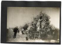 Agricultural workers with a dog picking oranges in California 