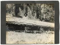 Man standing behind felled tree trunk