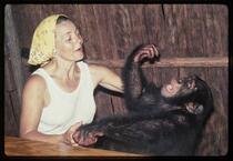 Ape with woman