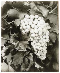 Flame Tokay grapes, Sacramento, California, for California Promotion Committee 
