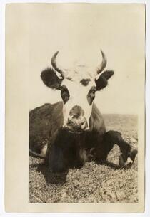 Close up view of a diseased cow, circa 1924  