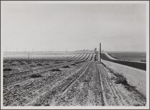 Lima bean field on sandy soil (hay piles), Imperial Highway