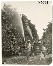 Agricultural workers treating a citrus orchard with pesticides 