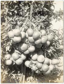 Cluster of grapefruit, Riverside, California 