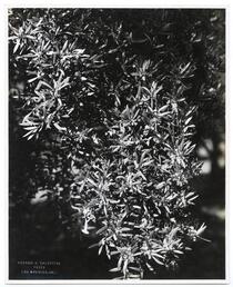 Flowering olive branch, California 