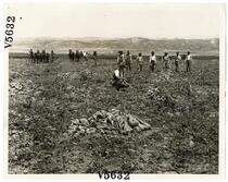 Agricultural laborers harvesting sugar beets in Los Angeles County, California  
