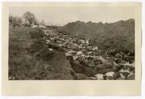 Ditch full of cattle, circa 1924  
