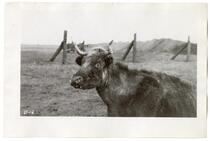 A diseased cow, circa 1924 