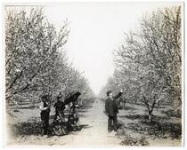 Men and women in a prune orchard, Santa Clara County, California 
