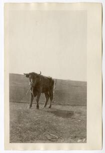 A lone cow, circa 1924  