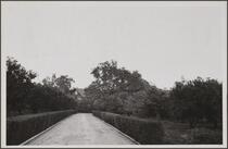 Estate of R. H. Lacy, South Pasadena Avenue at Garfield Avenue; orange trees and oaks