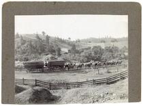 Horse team hauling carts of lumber in Calaveras County