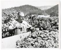 Field manager Fred Berry at Krug Winery in Napa California, 1970 