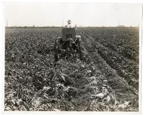 Agricultural laborer operating a "Caterpillar" Fifteen tractor to dig beets in a field near Sacramento, California 