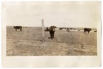 A herd of cattle grazing, circa 1924  