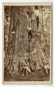 Big Tree--Wm. Cullen Bryant; near view. Calaveras Group
