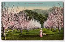 Almond Orchard in Blossom 