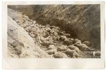 Deceased sheep in a ditch, circa 1924 