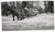 Man and horses hauling logs by sled
