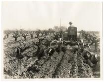 Agricultural worker using a Caterpillar 20 tractor to cultivate a grape vineyard 