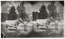 Man with a large cow on the street in front of a house 