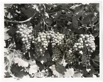 Clusters of grapes on the vine 