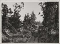 Looking south from Alhambra Road, Alhambra; canyon eucalyptus and storm drain