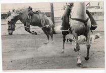 Cowboy thrown from bucking horse