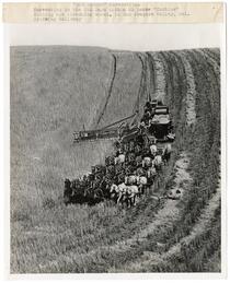 Cutting wheat with a 33 horse 